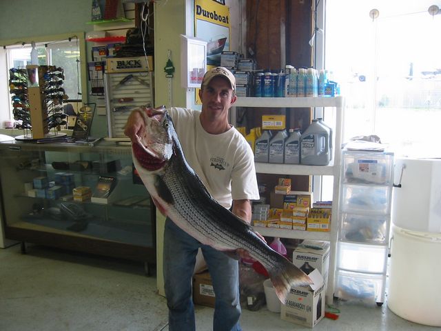 Merrimack River Striper